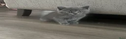 British Shorthair cats for sale: British shorthair and longhair kittens - Advert 11