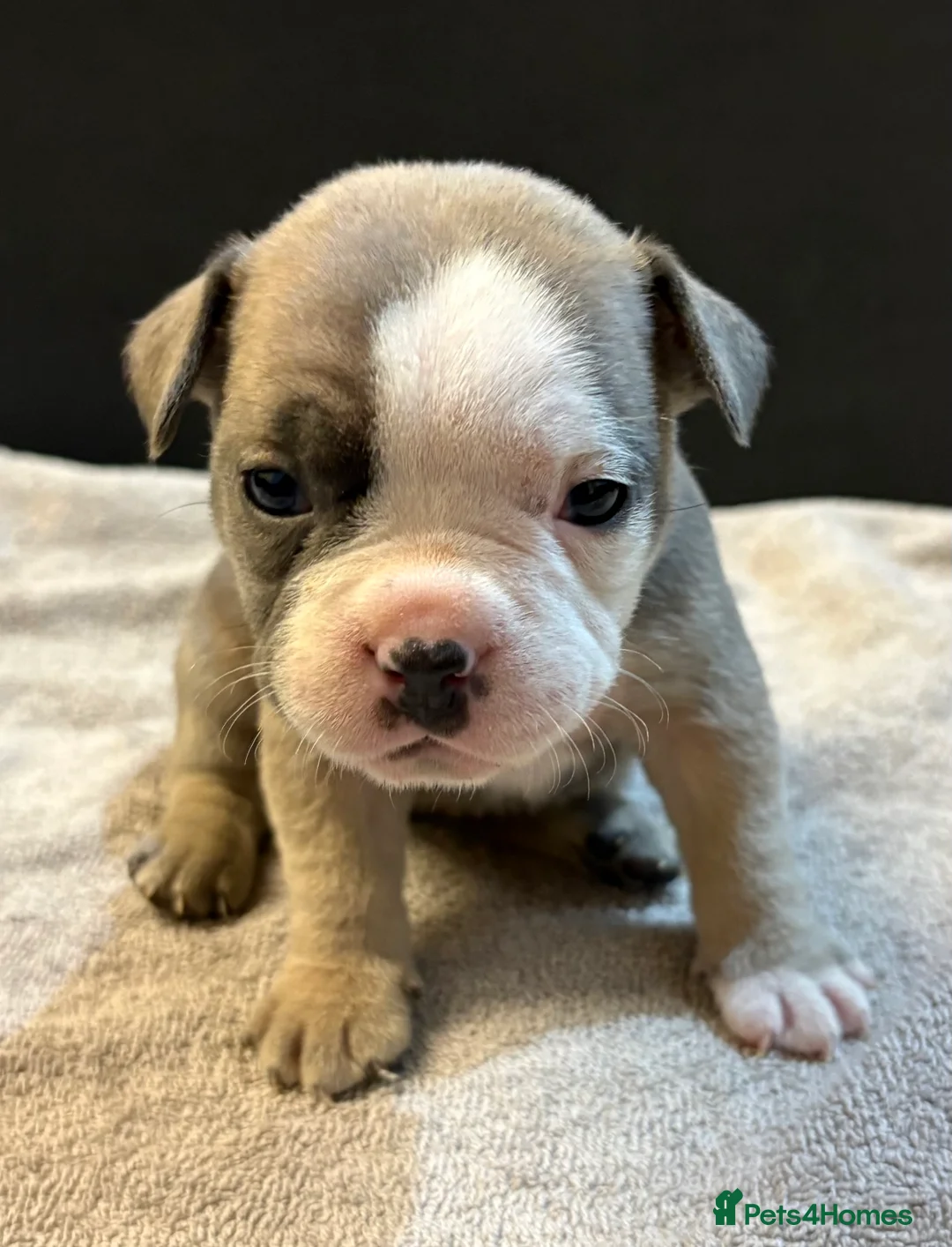 Mixed Breed dogs for sale: Frenchie mix - Advert 21