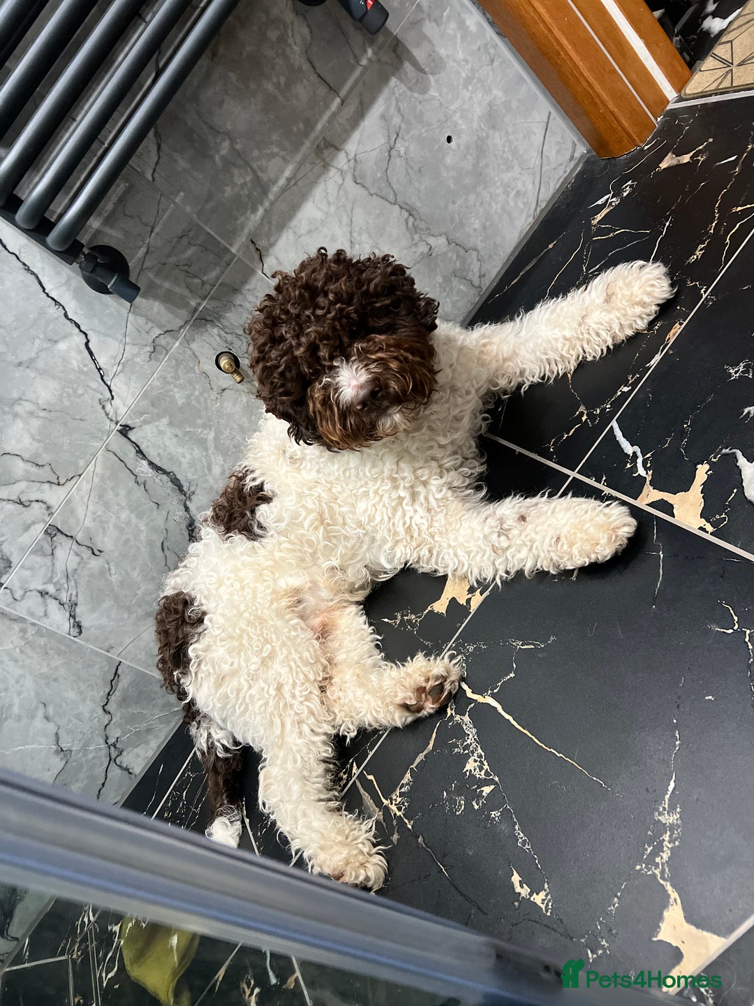 Lagotto Romagnolo dogs for sale: Litter of Hypoallergenic Lagotto/ not cockapoo  - Image 13