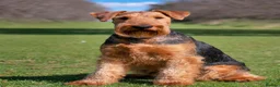 Airedale Terrier dogs for sale: Airedale litter (test advert, do not contact) - Advert 2