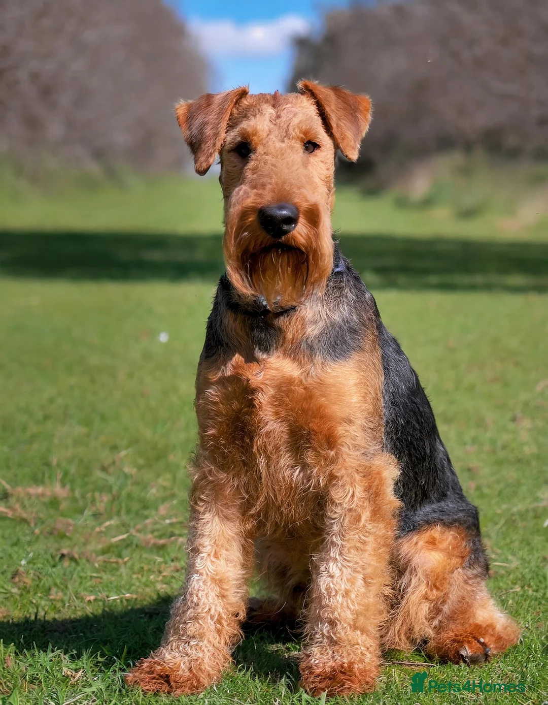 Airedale Terrier dogs for sale: Airedale litter (test advert, do not contact) - Advert 2