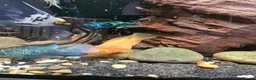 Cichlids fish for sale: Tropical Cichlids - Advert 8