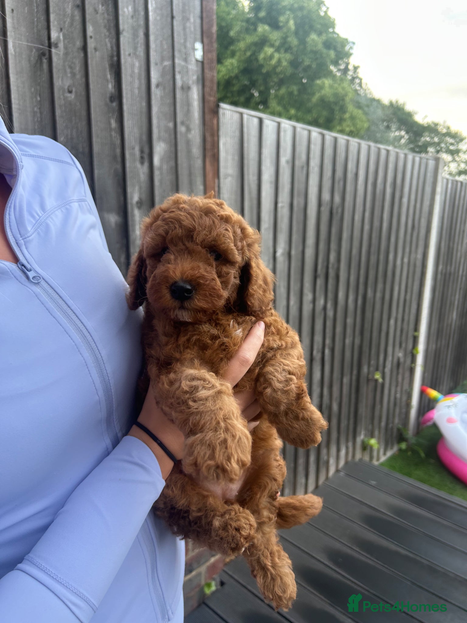 Cockapoo Puppy 3