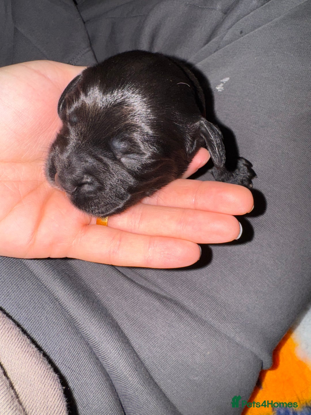 Sprocker dogs for sale: Sprocker Spaniel Puppies - Advert 12