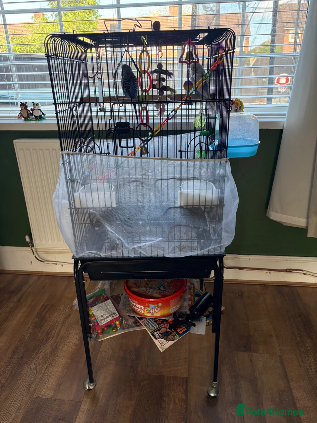 Budgerigars birds for sale: 2 male budgies  in Middlesbrough - Advert 2