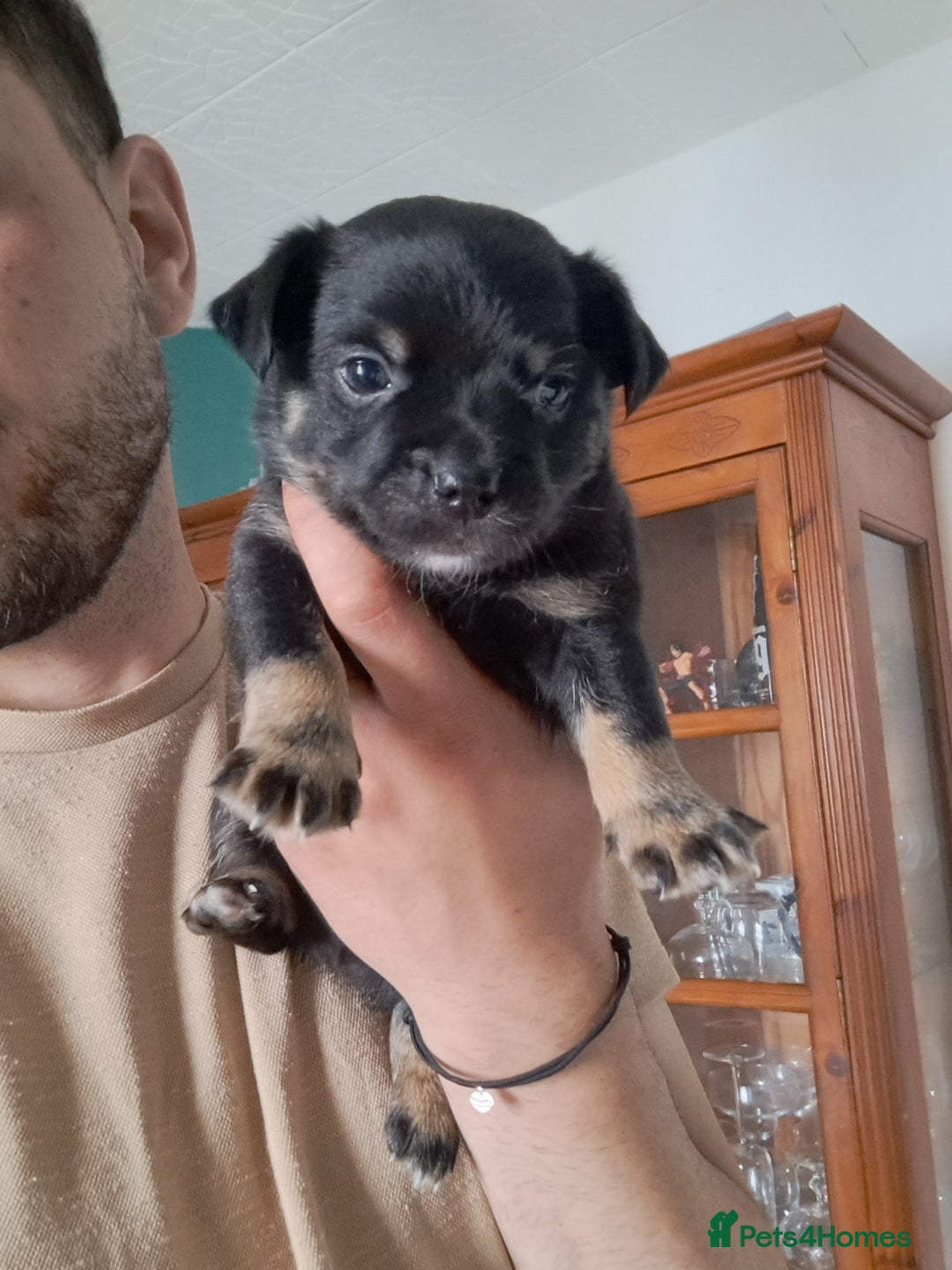 Mixed Breed dogs for sale: 🐾 Adorable Puppies Looking for a Loving Home 🐾   - Image 9
