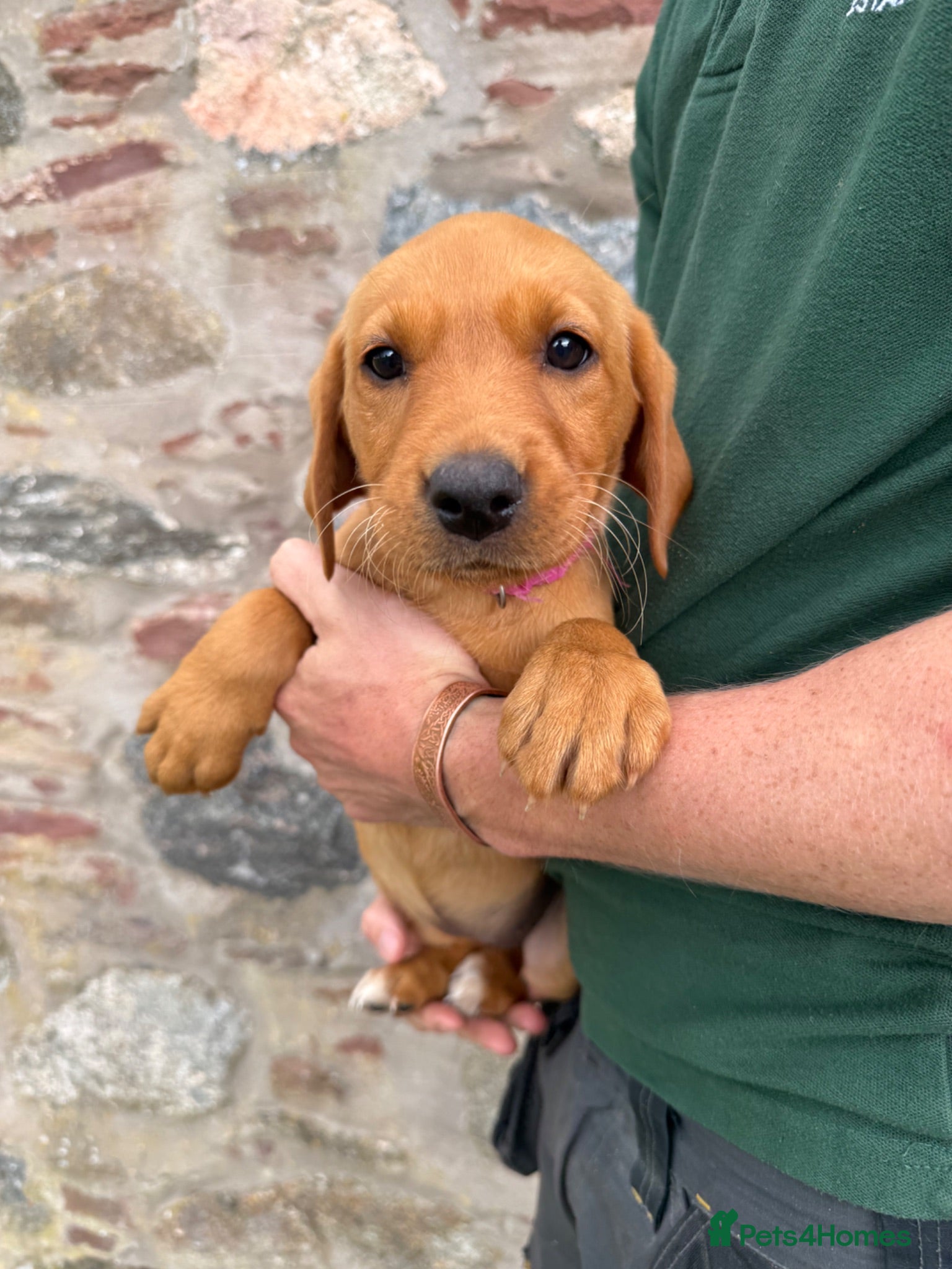 Labrador Retriever dogs *Ready Now* Labrador Puppies For Sale  - Advert 1