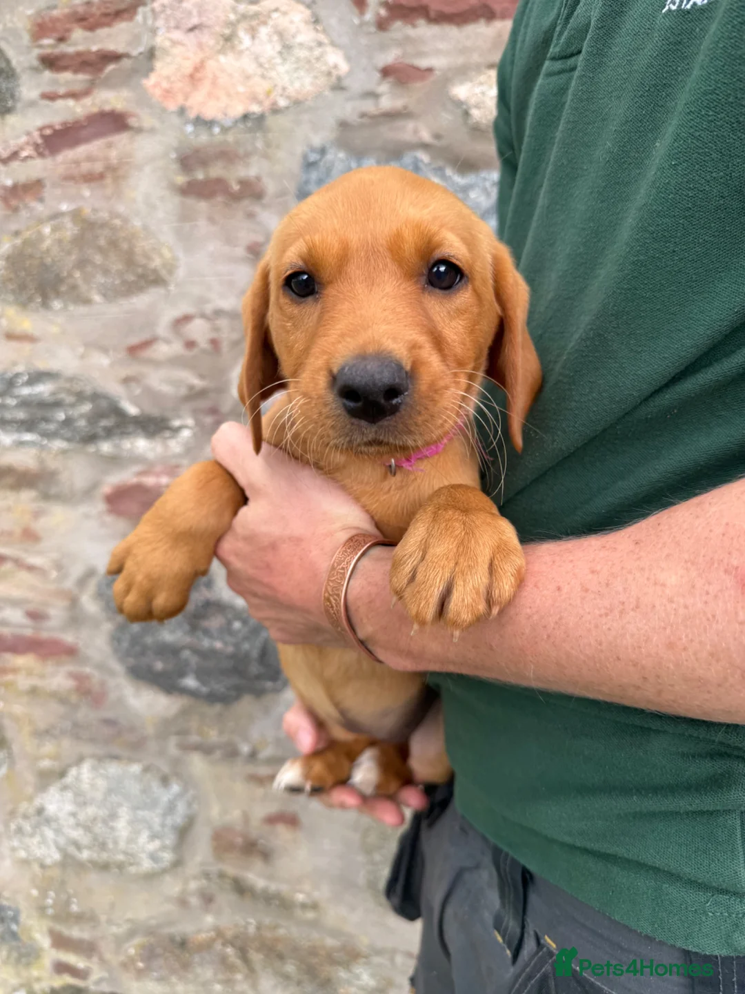Labrador Retriever dogs for sale: *Ready Now* Labrador Puppies For Sale  - Advert 1