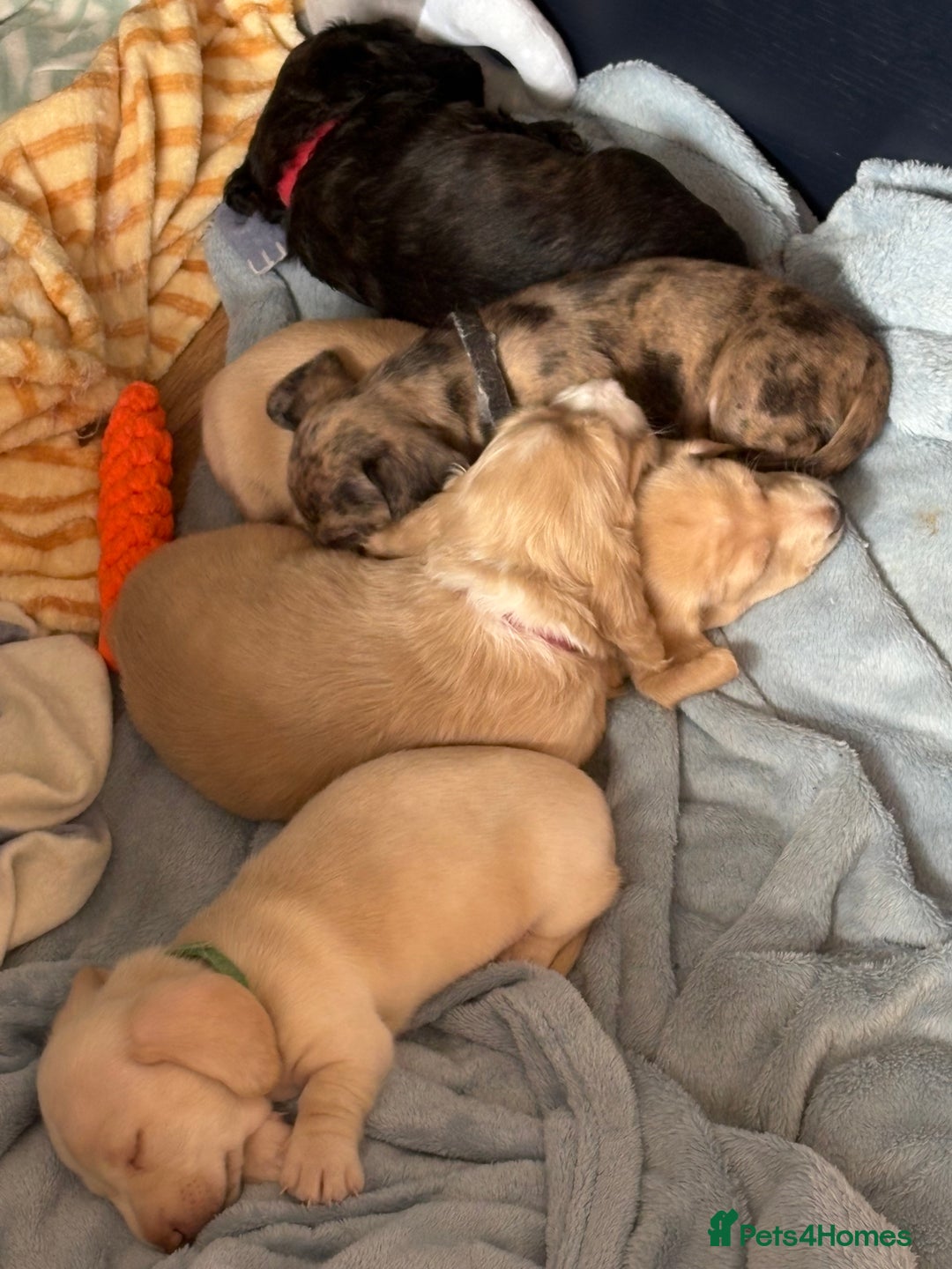 Miniature Dachshund dogs for sale: 5 Delicious Miniature Dachshund  - Image 12