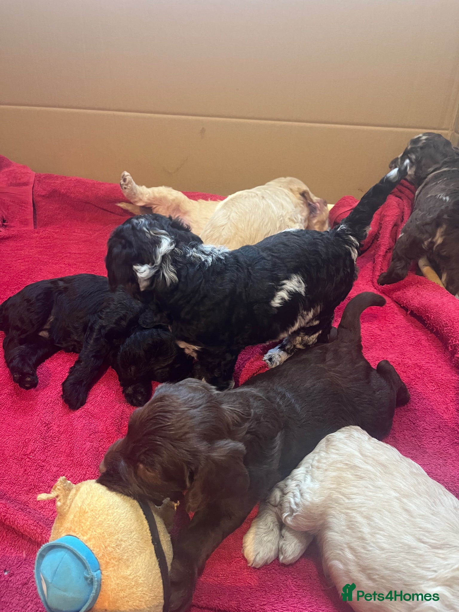 Labradoodle dogs Labradoodles (F1B) in Kensington, London W8 - Advert 2