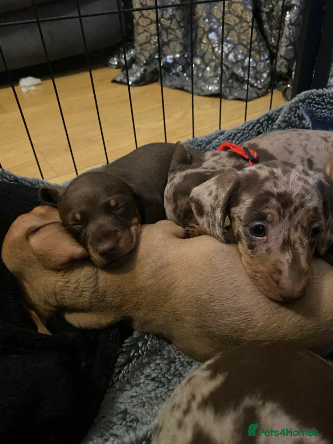 Miniature Dachshund dogs for sale: Miniature dapple dachshund puppies  - Advert 10