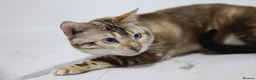 Bengal cats for stud: GANDALF Snow Mink Blue Carrier Russia Lines in Gateshead - Advert 2