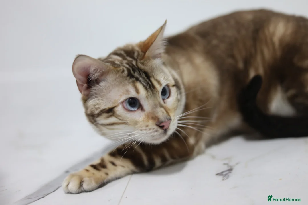 Bengal cats for stud: GANDALF Snow Mink Blue Carrier Russia Lines in Gateshead - Advert 2