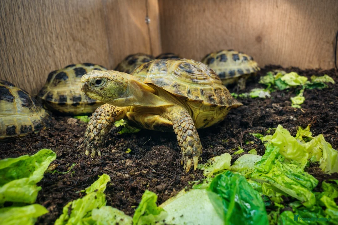 Tortoise reptiles for sale: Baby Horsfield Tortoises and Set Ups!! - Advert 2