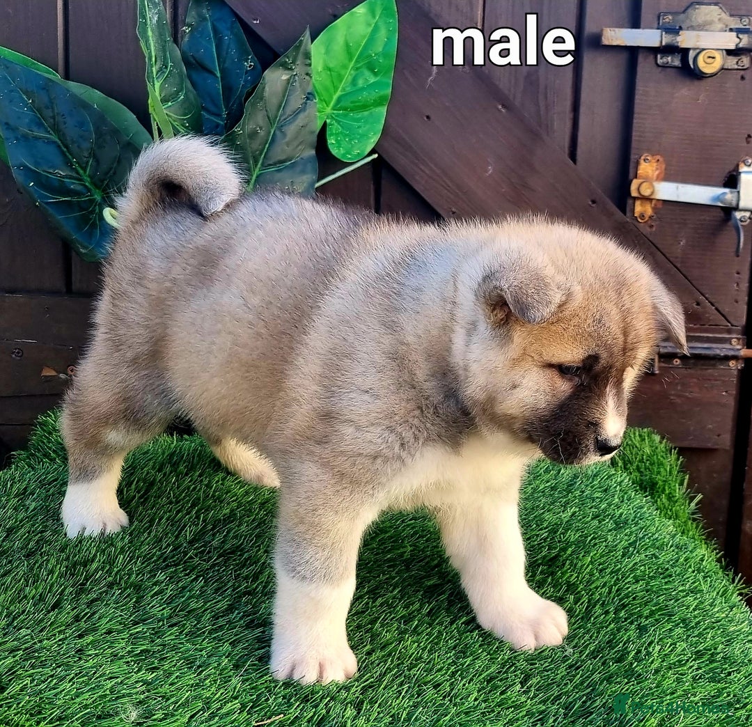 Akita dogs for sale: Akita pups  in Sunderland - Advert 3