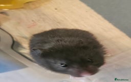 Hamster rodents for sale: Gorgeous Syrians - Image 4