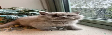 British Shorthair 1
