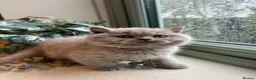 British Shorthair cats for sale: Lilac British Shorthair Boy - Advert 3