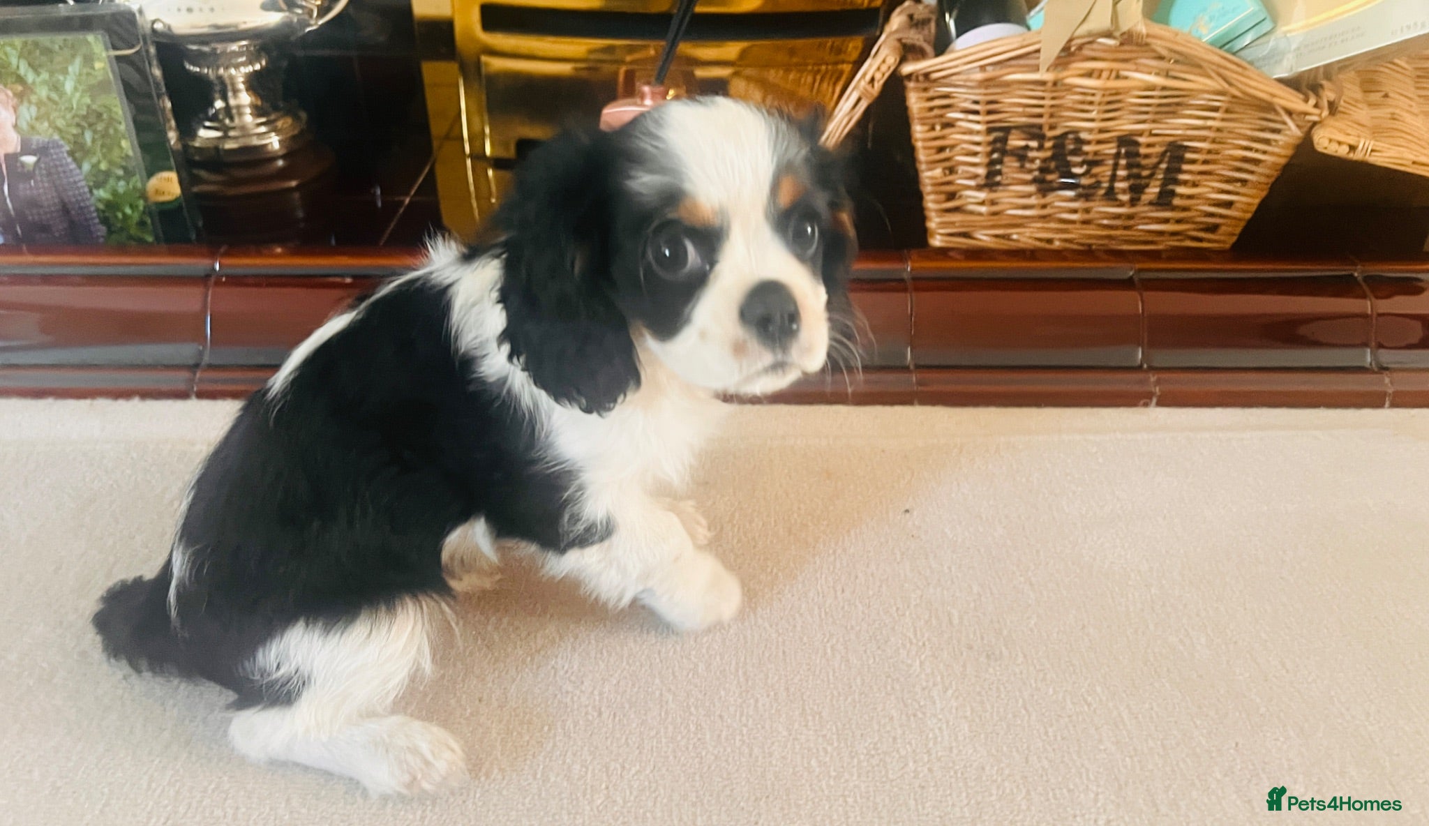 Cavalier King Charles Spaniel dogs KC REG HEREDITARY CLEAR LAST BOY 🐕🐶!!! - Advert 1
