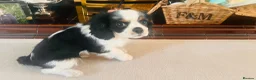 Cavalier King Charles Spaniel dogs for sale: KC REG HEREDITARY CLEAR LAST BOY 🐕🐶!!! - Advert 1