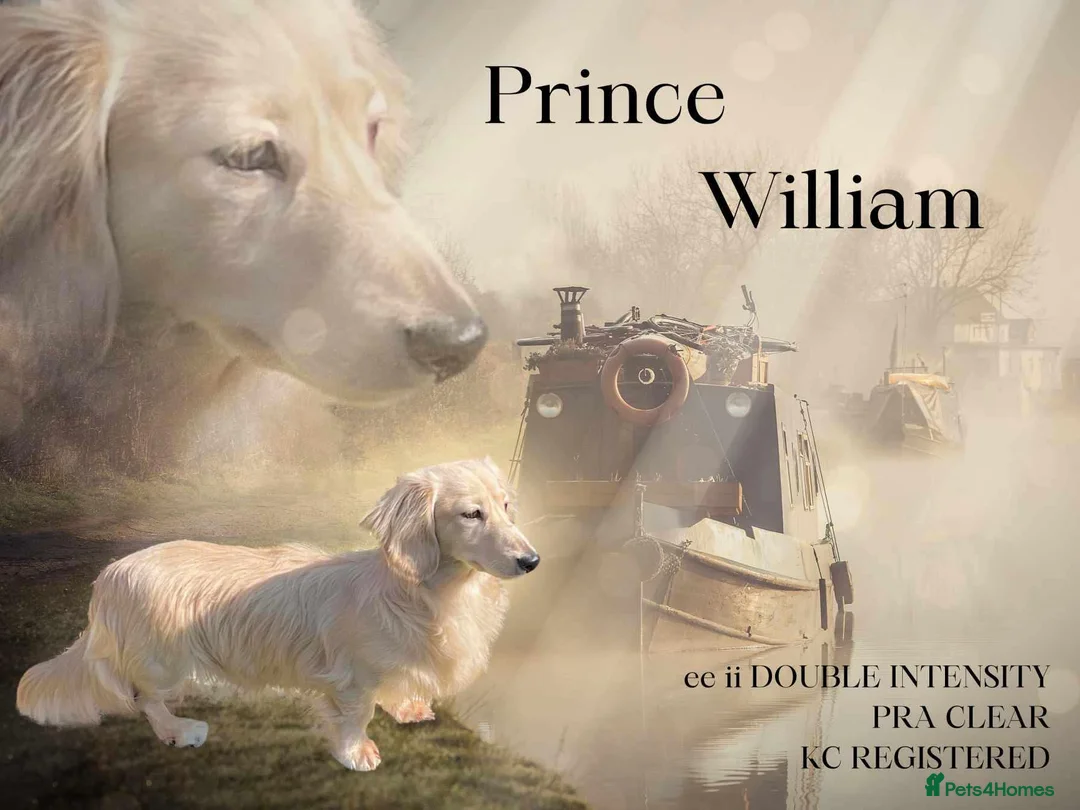 Miniature Dachshund dogs for stud: TRUE ENGLISH CREAM MINIATURE DACHSHUND STUD✨ - Advert 1