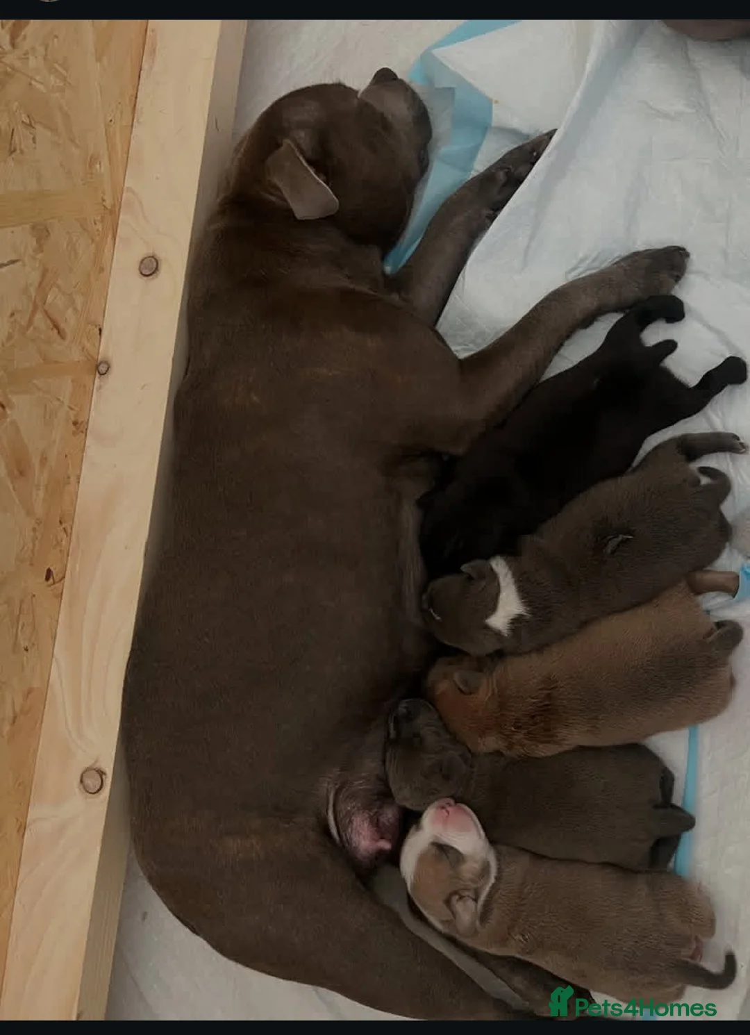 Staffordshire Bull Terrier dogs for sale: %Solid Pure Staffy Puppies Available  in Birmingham - Advert 18