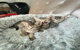 Domestic Shorthair cats for sale: For sell 3 beautifull kitten.Avalaible now Grays - Image 2