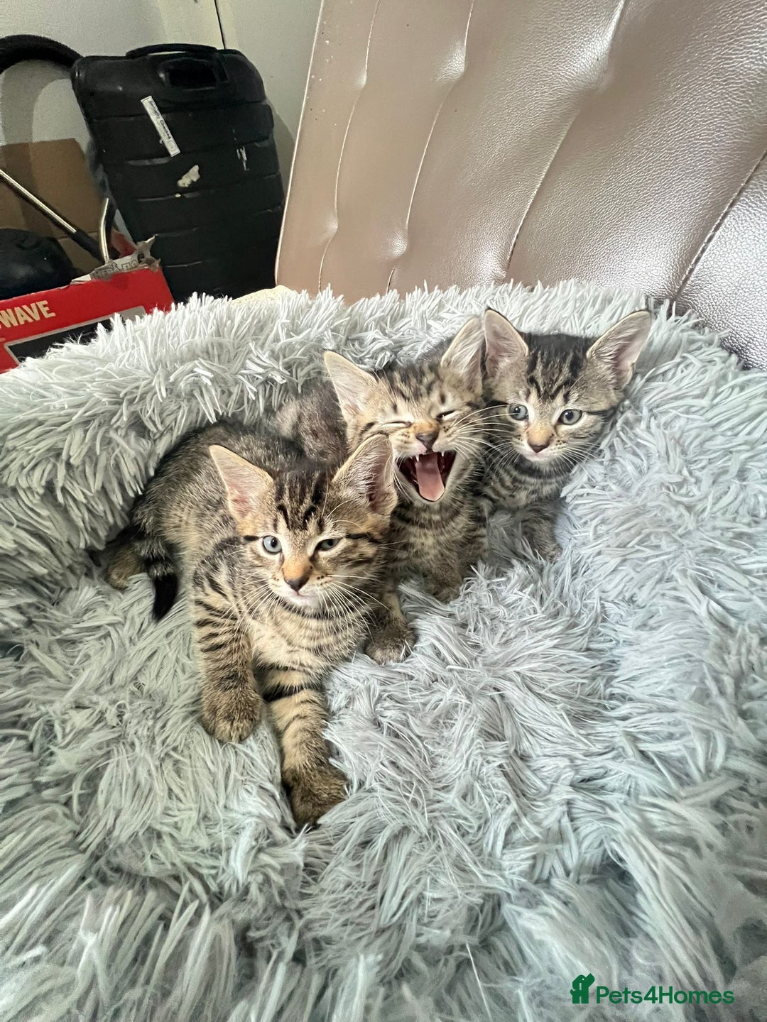 Domestic Shorthair cats for sale: For sell 3 beautifull kitten.Avalaible now Grays - Image 2
