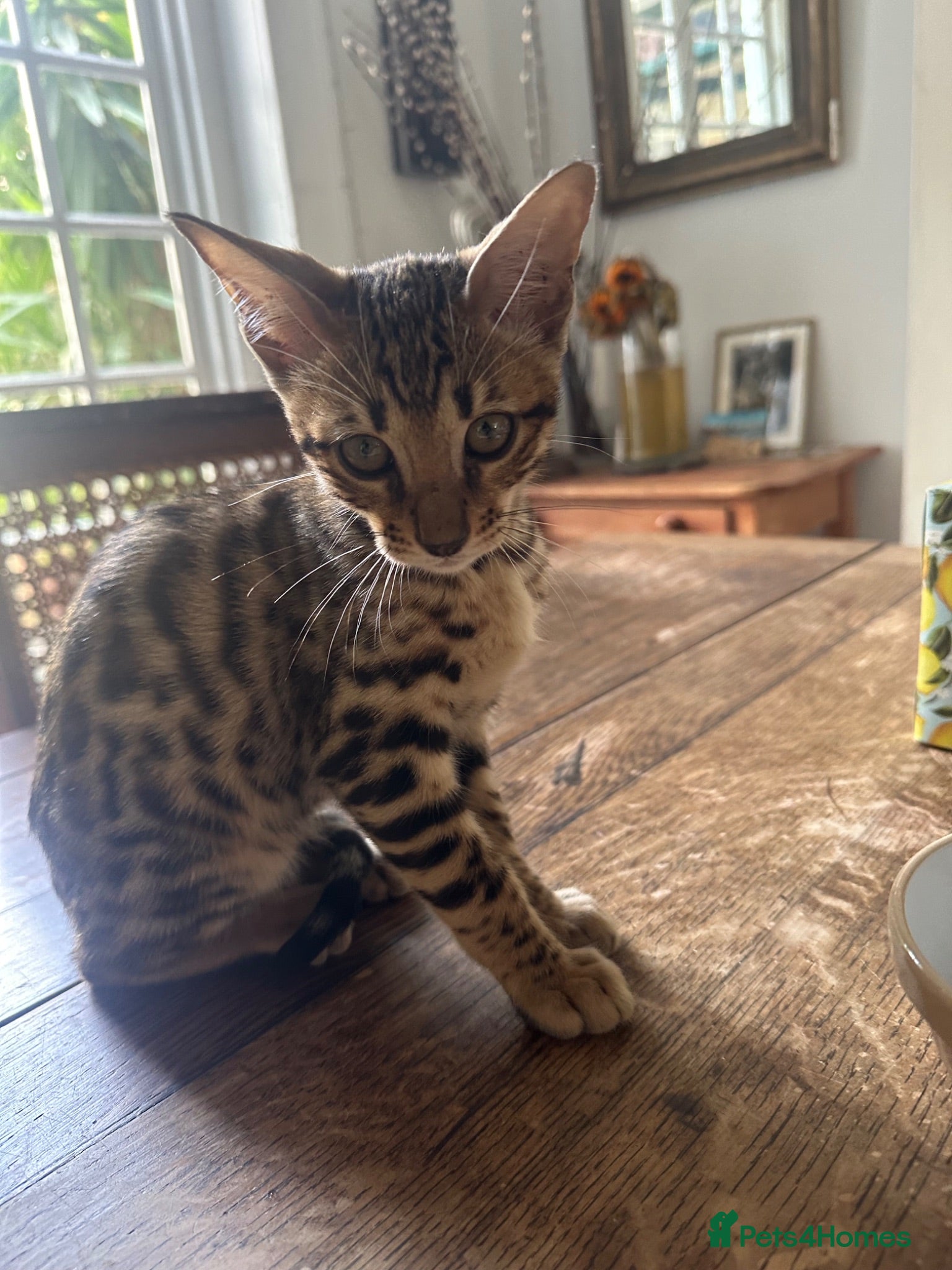 Bengal cats Bengal kitten London ready to leave  - Advert 15