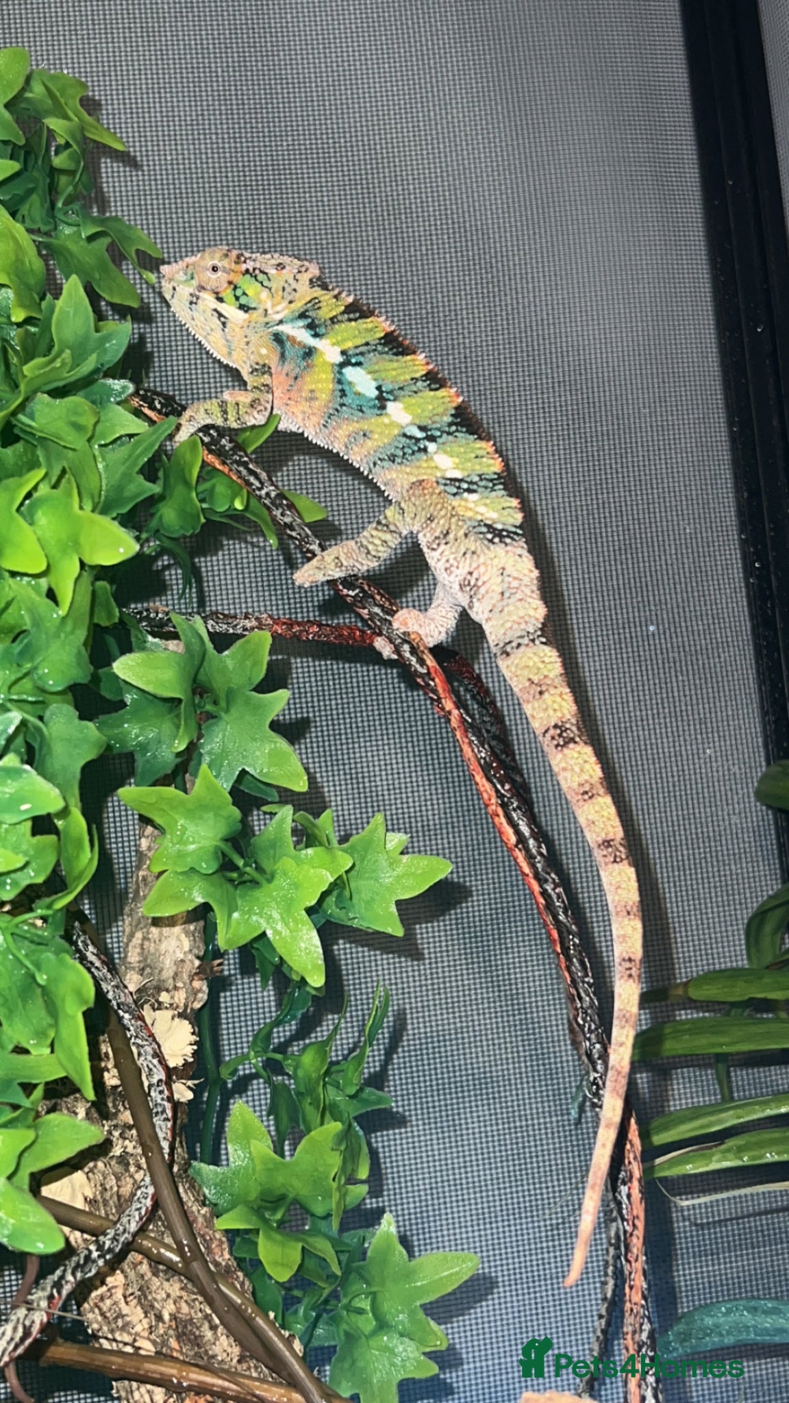 Chameleon reptiles male panther chameleon - Advert 3