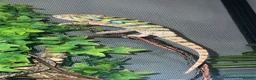 Chameleon reptiles for sale: male panther chameleon - Advert 1