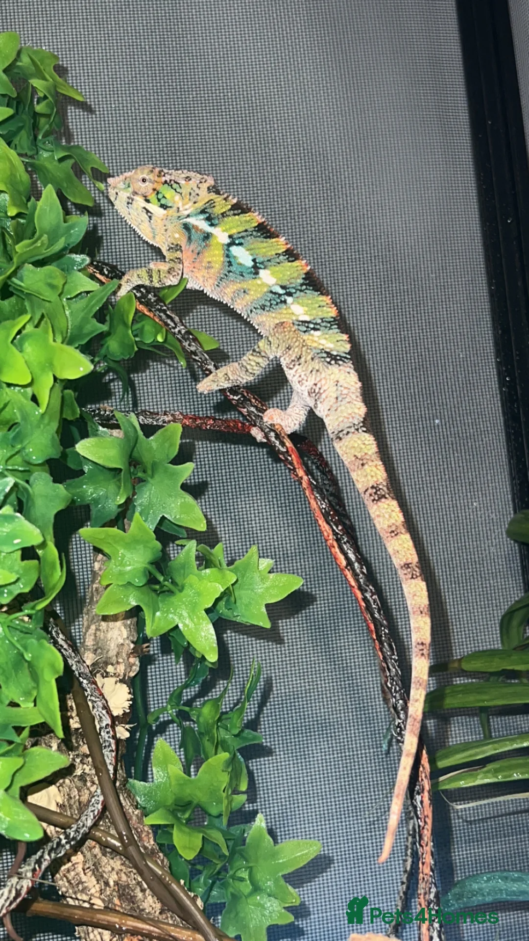 Chameleon reptiles for sale: male panther chameleon - Advert 1