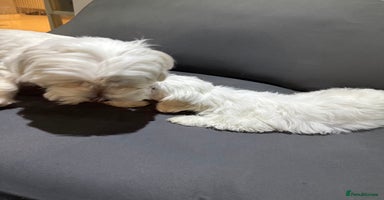Coton De Tulear dogs Coton de tulear puppies for sale  - Advert 8