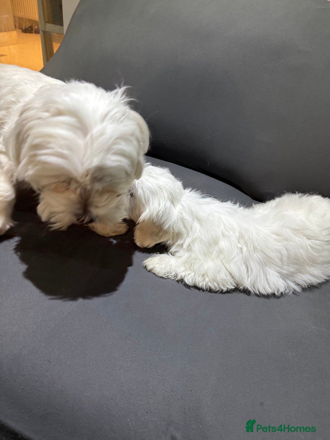 Coton De Tulear dogs for sale: Coton de tulear puppies for sale  - Advert 3