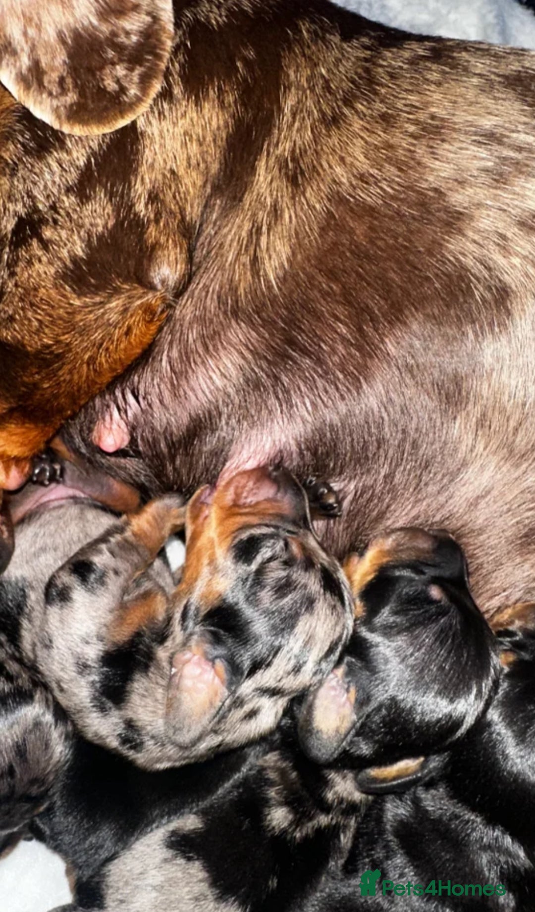 Miniature Dachshund dogs for sale: Miniature Dachshund Boy For Sale 7 Months  - Advert 14