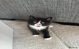 Mixed Breed cats for sale: Mixed breed kittens - Image 19