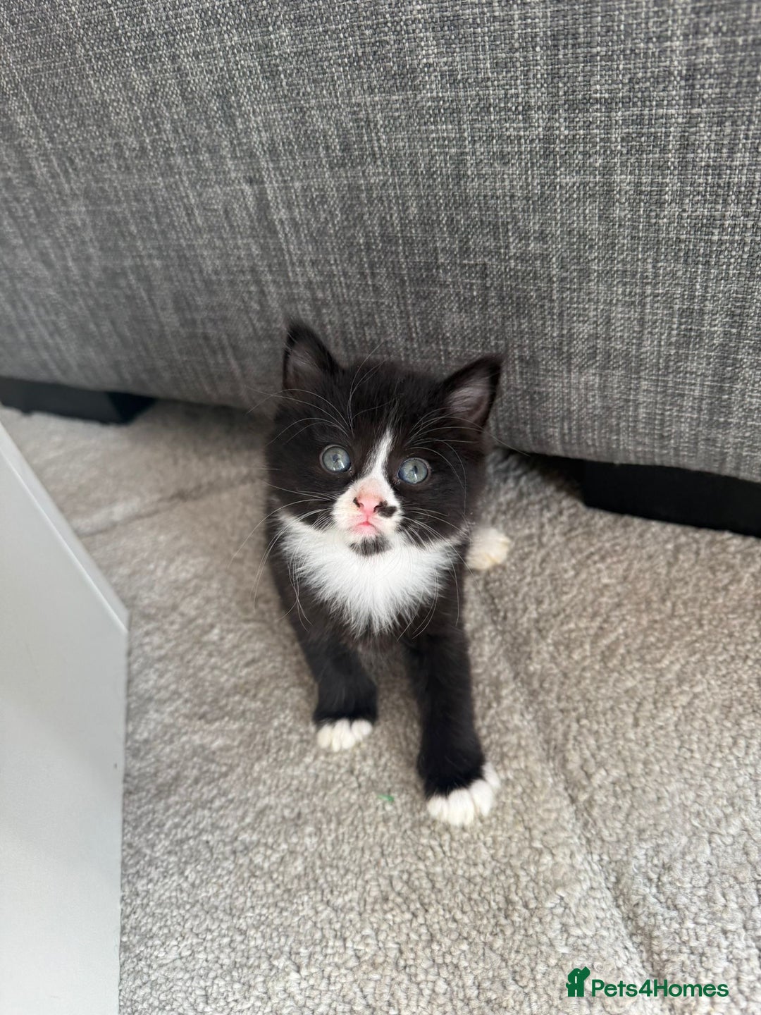 Mixed Breed cats for sale: Mixed breed kittens - Image 19