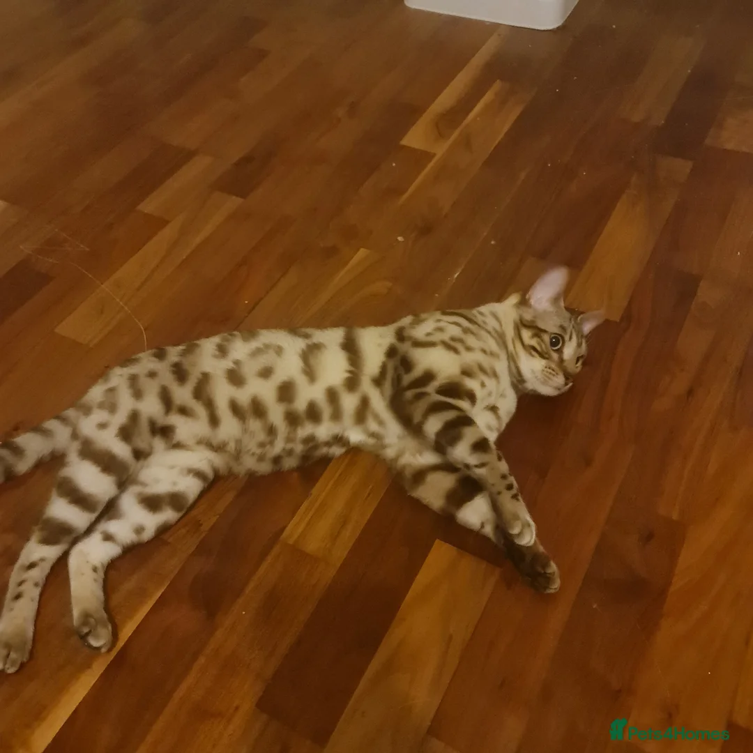 Bengal cats for sale: Bengal - Advert 6