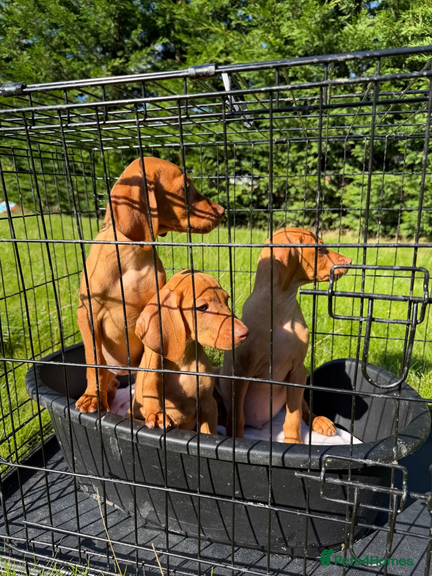Hungarian Vizsla dogs KC HUNGARIAN VIZSLA TOP PEDIGREE 3 LEFT - Advert 1