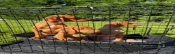 Hungarian Vizsla dogs for sale: KC HUNGARIAN VIZSLA TOP PEDIGREE 3 LEFT in Saltburn-by-the-Sea - Advert 1