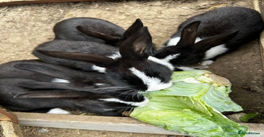 Dutch rabbits - Advert 7