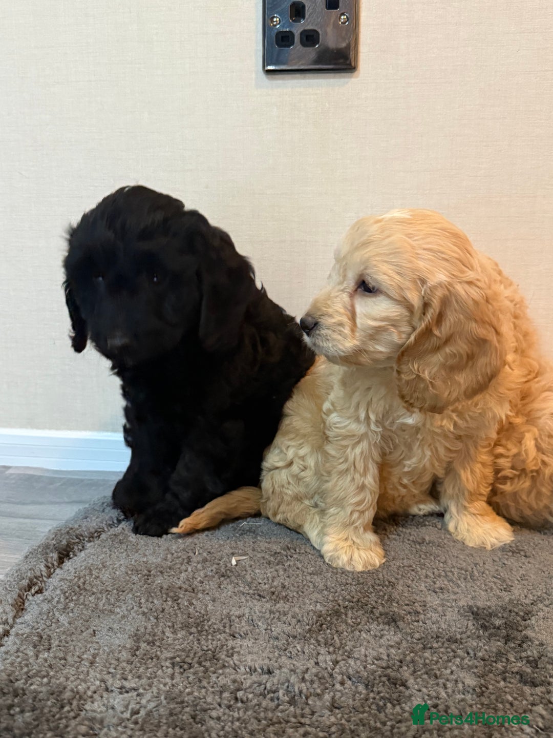 Cockapoo dogs for sale: Cockapoo puppies - Advert 22