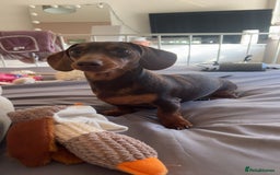 Miniature Dachshund dogs for sale: Miniature dachshund  - Image 2