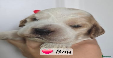 Cocker Spaniel dogs - Advert 10