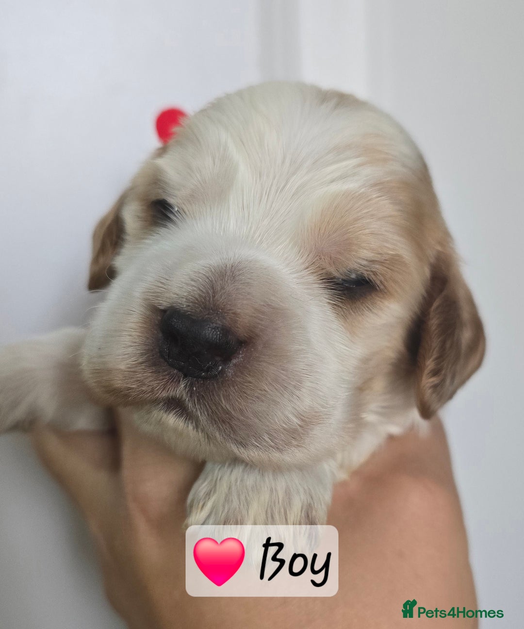 Cocker Spaniel dogs for sale: Show Type Cocker spaniel Puppies KC - Image 3