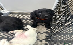 Cocker Spaniel dogs for sale: Cocker spaniel puppies  - Image 5