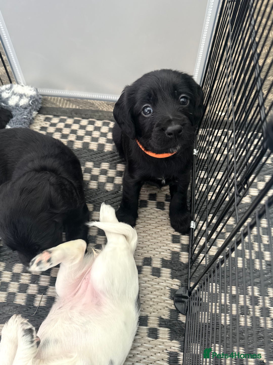 Cocker Spaniel dogs for sale: Cocker spaniel puppies  - Image 5
