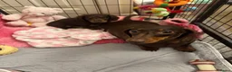 Miniature Dachshund dogs for sale: Miniature Dachshund  - Advert 4