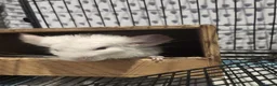 Chinchilla rodents for sale: ❄️Beautiful Pink White Chinchilla with Red Eyes❄️ - Advert 7