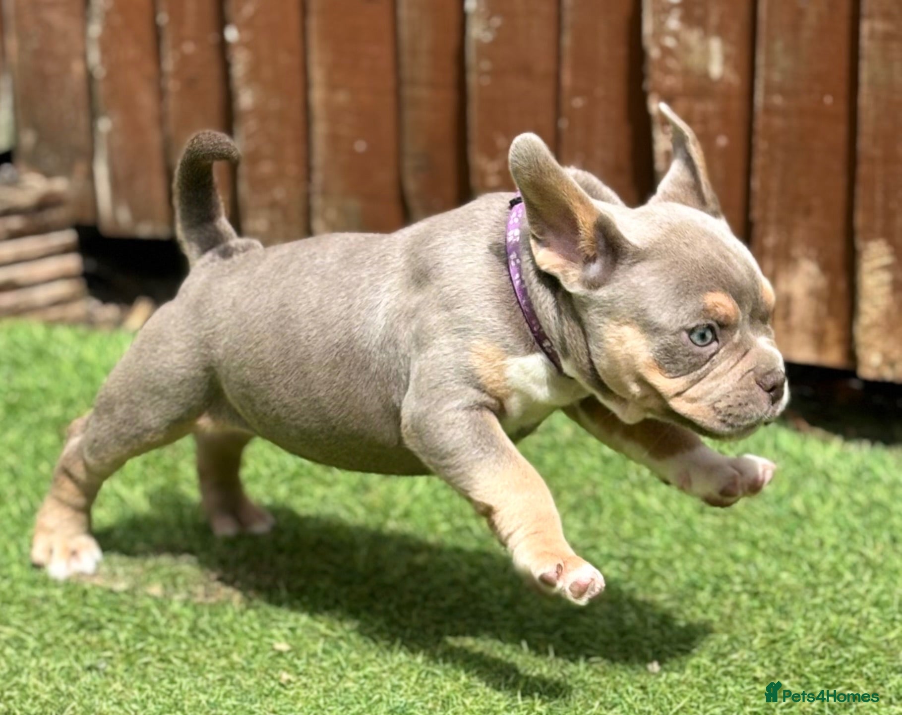 Mixed Breed dogs French bulldog X Pocket bully READY NOW!! - Advert 2